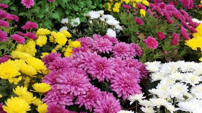 Fiori