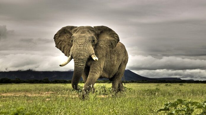 Elefante