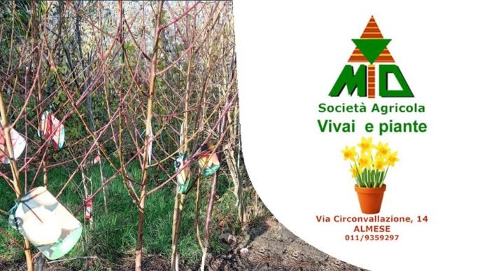 Vivaio Gulli Almese
