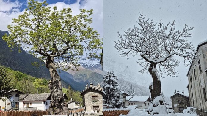 Frassino a Moncenisio