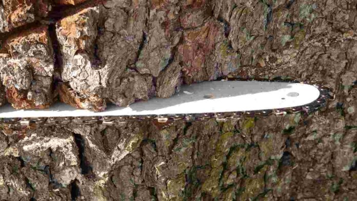 Taglio albero