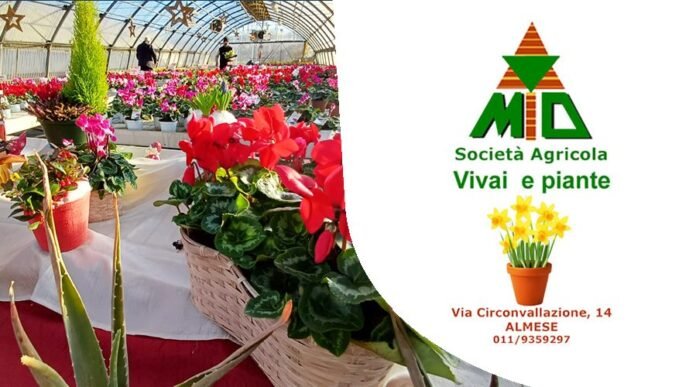 Vivaio Gulli Almese