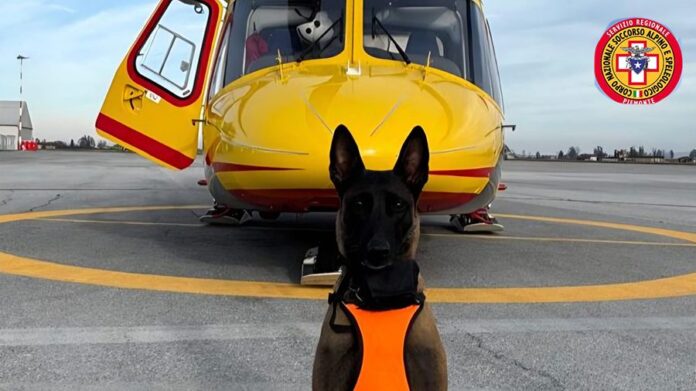 Cane da valanga