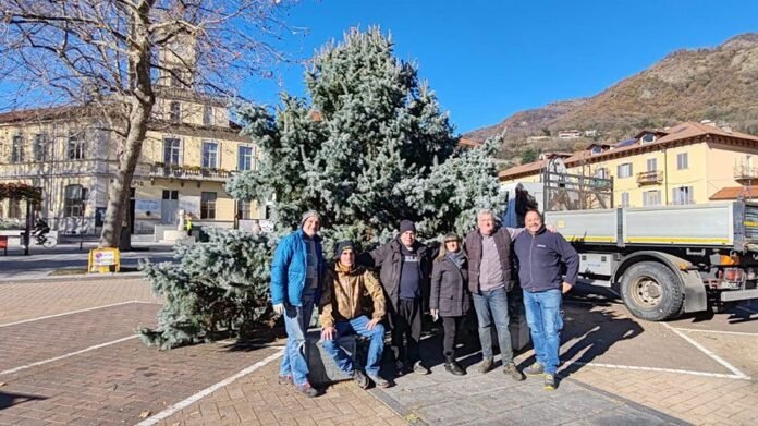 Albero a Condove