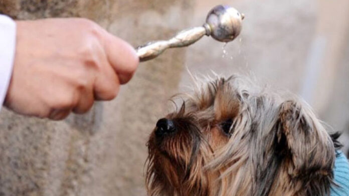 Benedizione animali