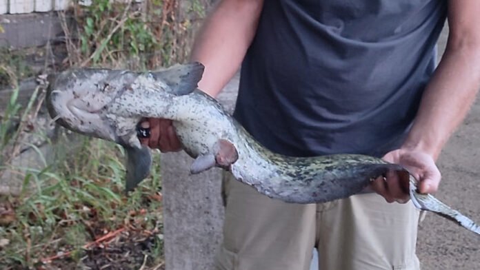 Pesce siluro