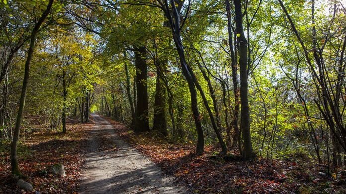 strade bianche avigliana