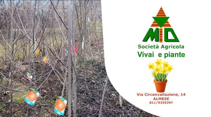 Vivaio Gulli Almese
