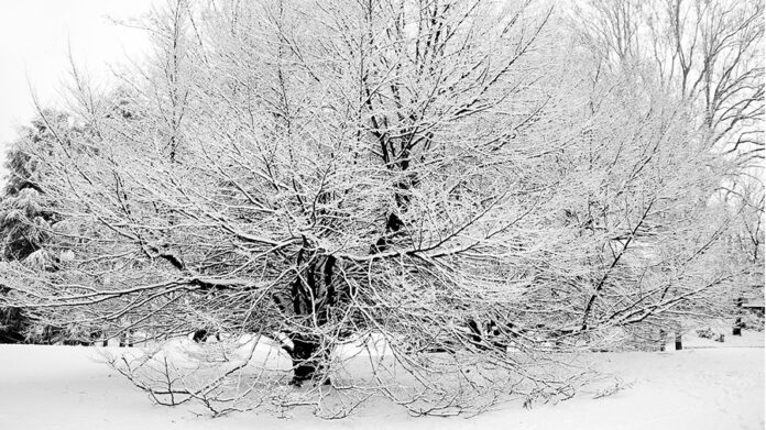 Neve