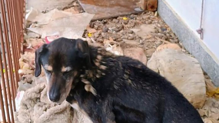 Cani maltrattati