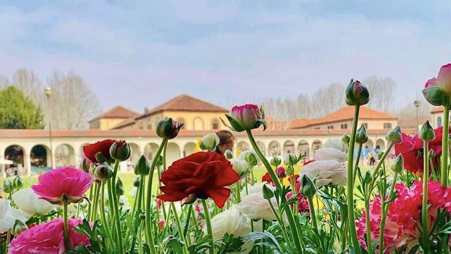Follia in fiore Collegno