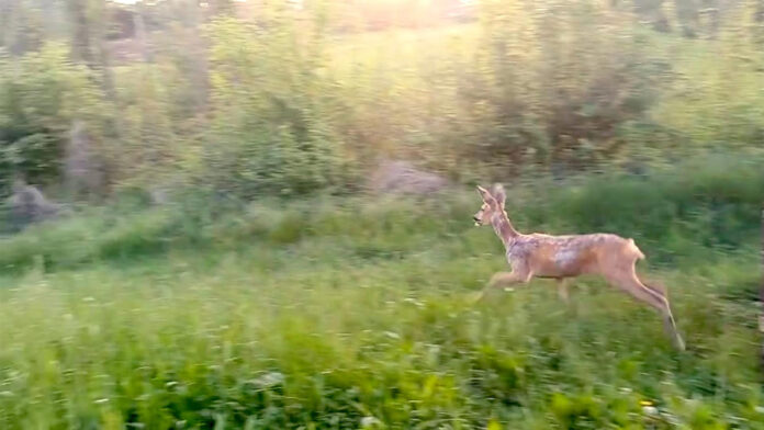 Capriolo