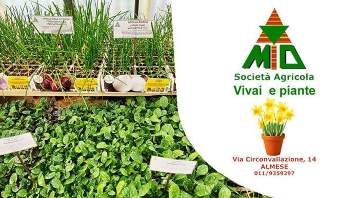 Vivaio Gulli Almese