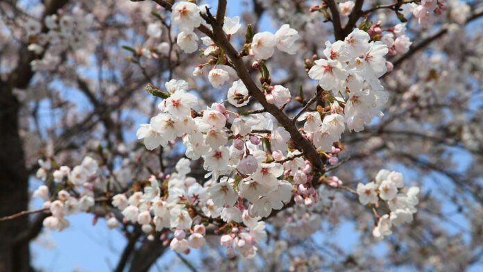 Primavera
