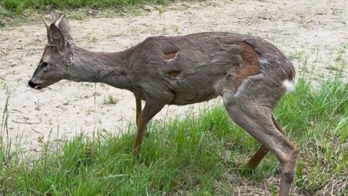 Capriolo