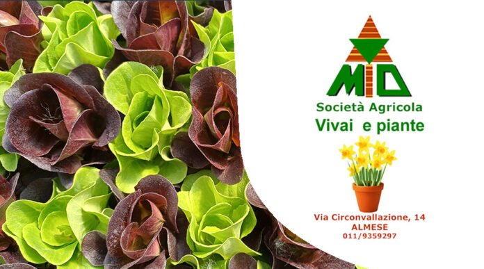 Vivaio Gulli Almese