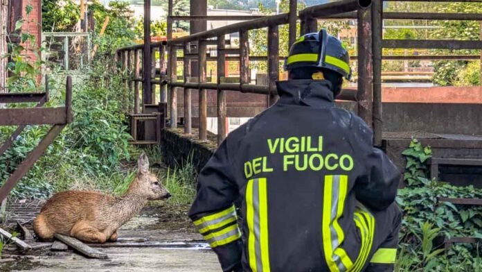 Capriolo