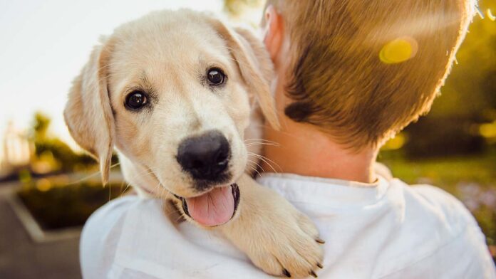 Pet Therapy