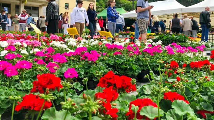 Maggionatura a Giaveno