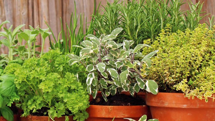 erbe aromatiche