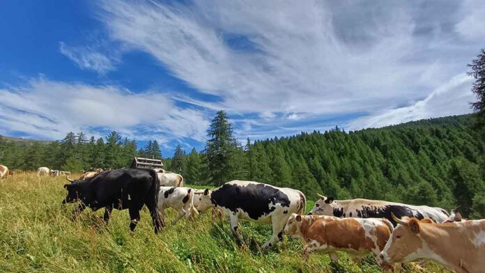 Montagna Sauze d'Oulx