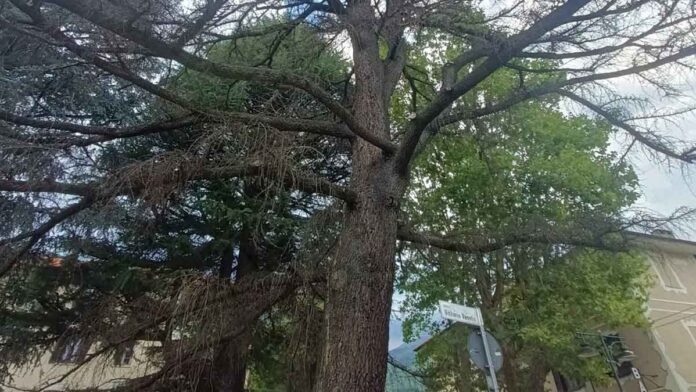 Cedro a Condove