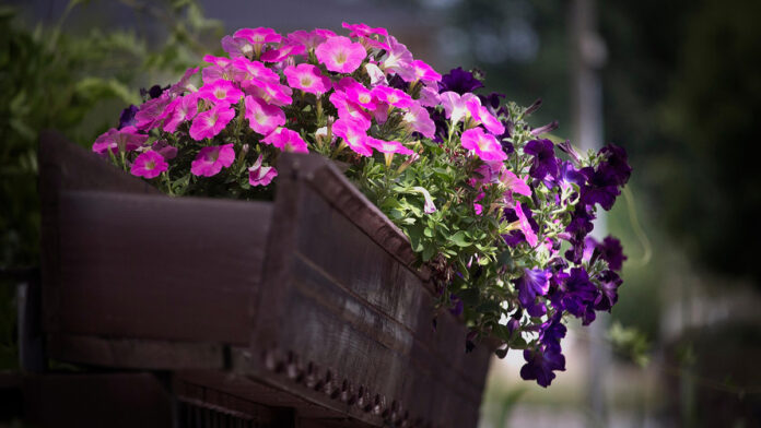 Balcone con i fiori