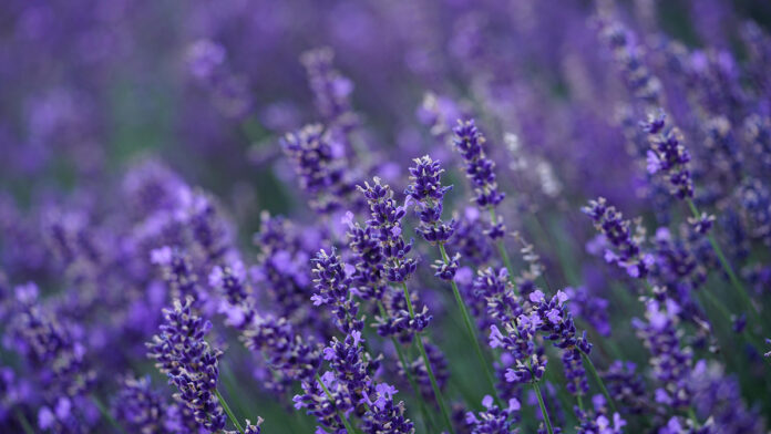 Lavanda