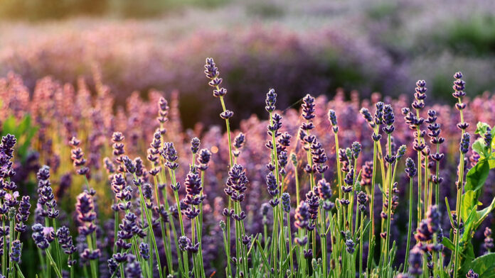 Festa della lavanda