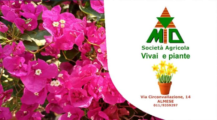 Vivaio Gulli Almese