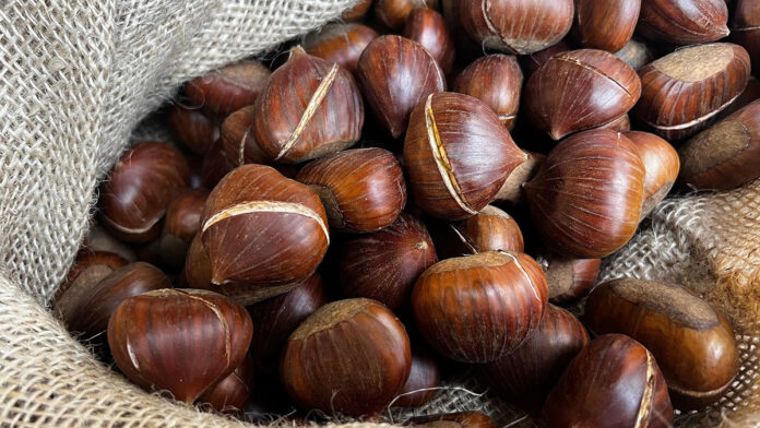 Castagne