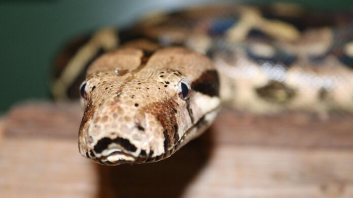 Serpente boa