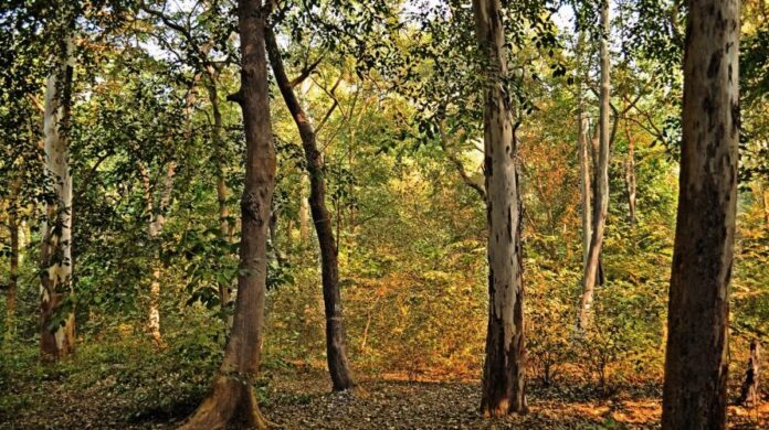 Più risorse per la filiera del legno, oltre 6,6 milioni per gli investimenti forestali
